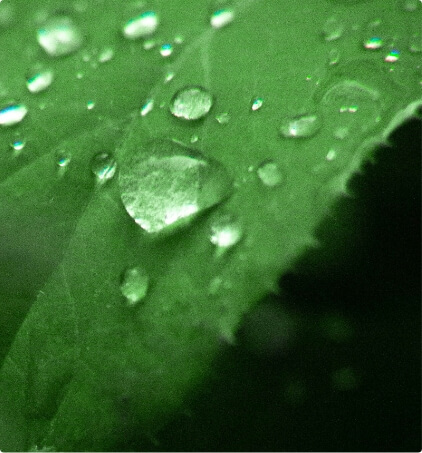 緑と雨の水滴