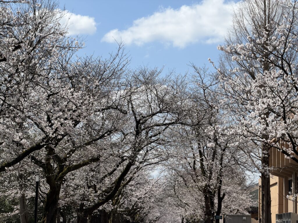 長岡技術科学大学の桜が満開
